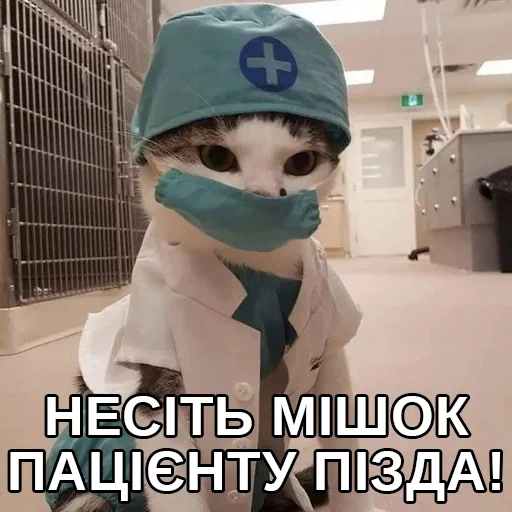 кошка комнатный ношение