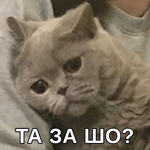 животное млекопитающее кошка