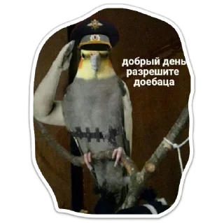 Sticker Котики - 9