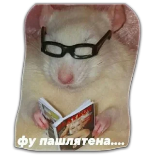 Sticker Котики - 6