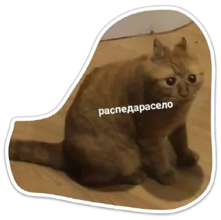 Sticker Котики - 3