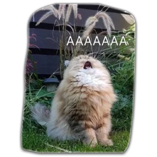 Sticker Котики - 10