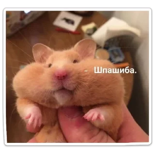 Sticker Котики - 1