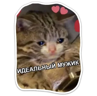 Sticker Котики - 4