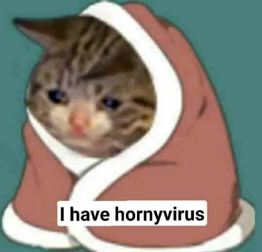 котёнок кошка кошки малого и среднего размера