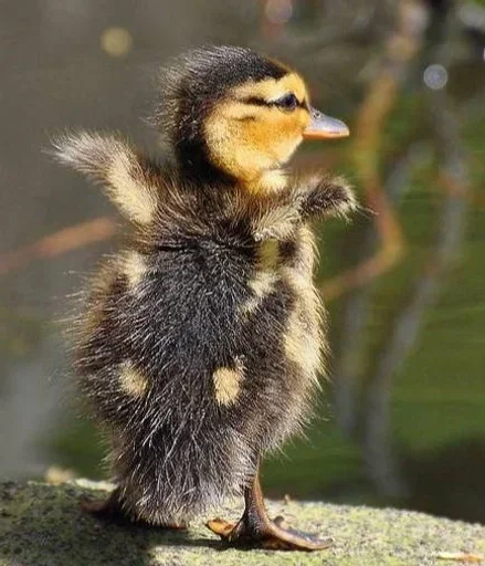 Sticker fcirVHQc_by_stickers_stealer_bot - 1