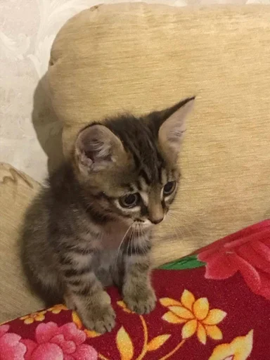 кошка животное кошки малого и среднего размера