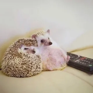 Стикер ежики - 11