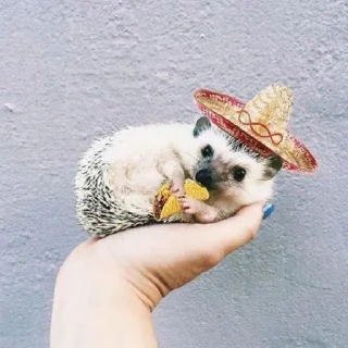 Стикер ежики - 3