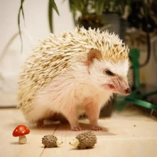 Стикер ежики - 1