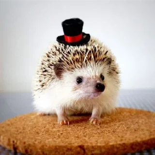 Стикер ежики - 5