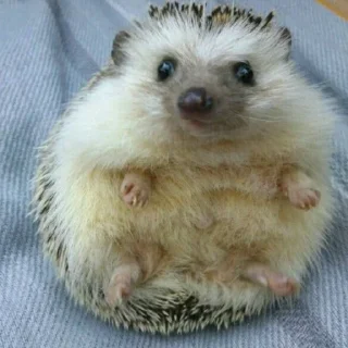 Стикер ежики - 6