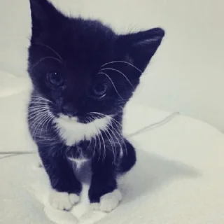 Sticker @emocut - 11