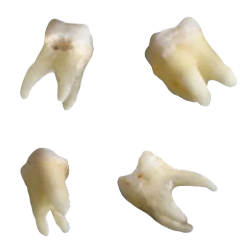 invertebrate animal shell