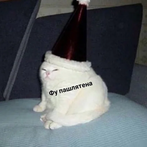 кошки малого и среднего размера СМС кошачьи