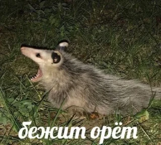 Стикер chmoshki - 10