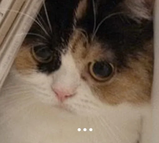 Sticker Филешка лучшая. by @fStikBot - 7