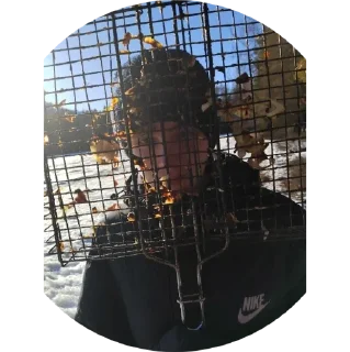 Стикер бебра - 2