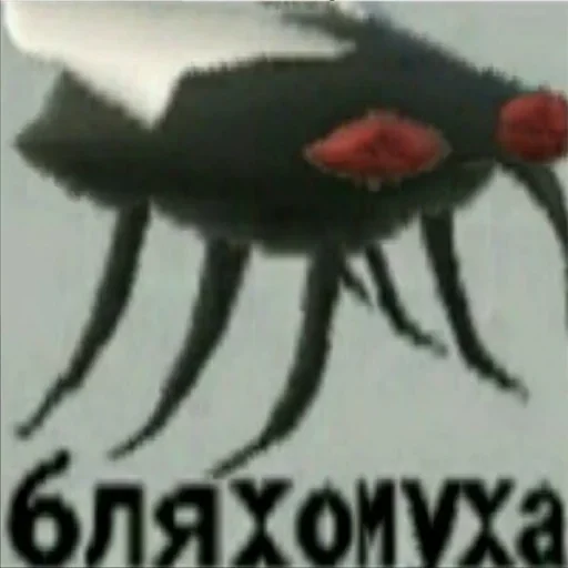 СМС беспозвоночный животное