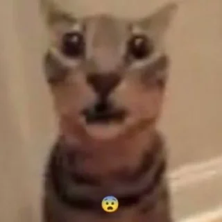 Sticker fucking kity @dnwlde - 2