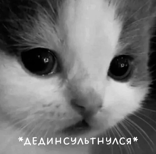 млекопитающее животное кошка