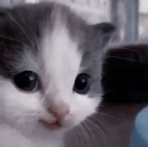 млекопитающее животное кошка