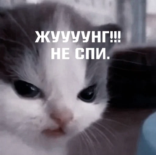 млекопитающее животное кошка