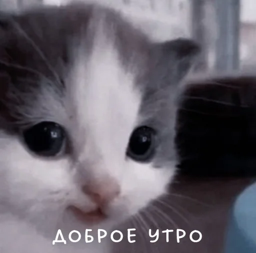 млекопитающее животное кошка