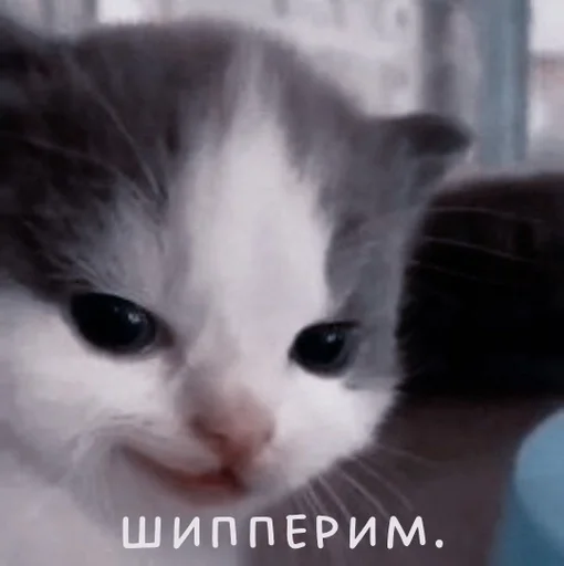 млекопитающее животное кошка