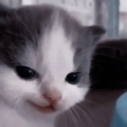 млекопитающее кошка животное