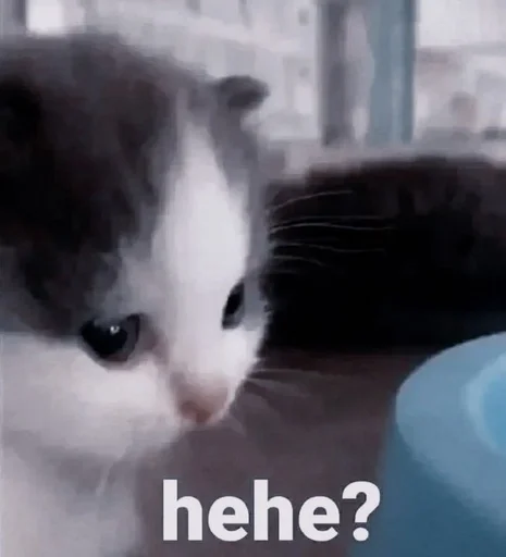 млекопитающее животное кошки малого и среднего размера