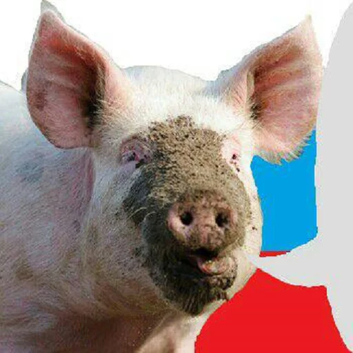 mammal animal swine