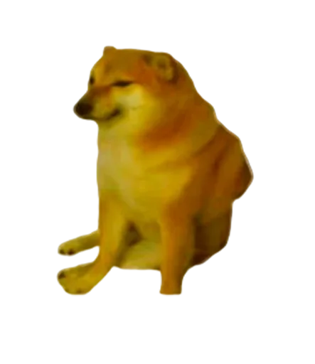 dog animal yellow