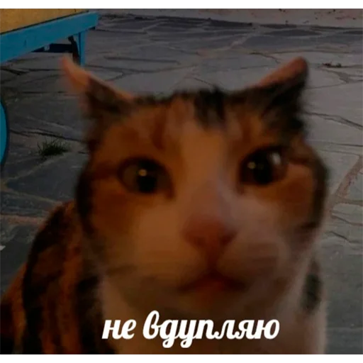 продаю рыбов - 