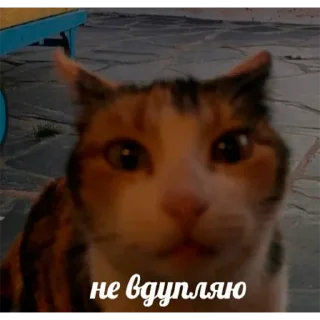 Sticker продаю рыбов - 4