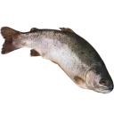 Sticker fish (@moloko_stk) - 1