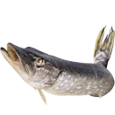 Sticker fish (@moloko_stk) - 11