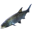 Sticker fish (@moloko_stk) - 6