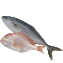 Sticker fish (@moloko_stk) - 4