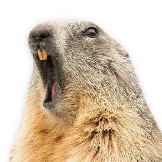 Стикер wtf - 1