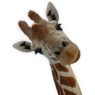 Стикер wtf - 10