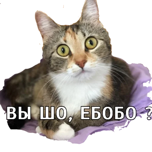 Sticker floodmasters - 1