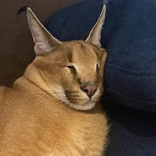 Sticker Floppa1_by_KOTIN - 4