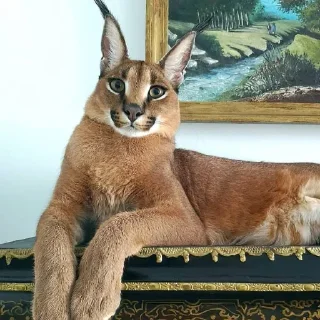 Sticker Floppa1_by_KOTIN - 5