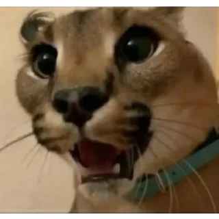 Sticker Floppa1_by_KOTIN - 3