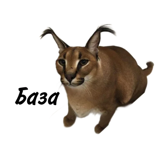 Такой разный Шлёпа @Karim_i_to4ka и @Akira0992 - 