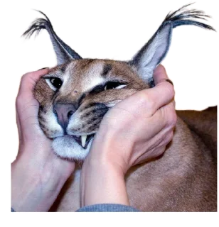 Sticker Такой разный Шлёпа @Karim_i_to4ka и @Akira0992 - 6