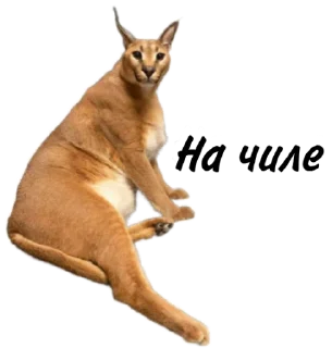 Sticker Такой разный Шлёпа @Karim_i_to4ka и @Akira0992 - 3