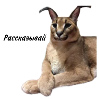 Sticker Такой разный Шлёпа @Karim_i_to4ka и @Akira0992 - 10