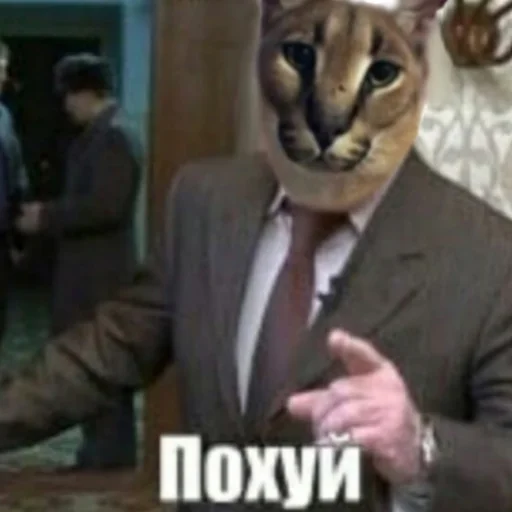 животное млекопитающее кошка